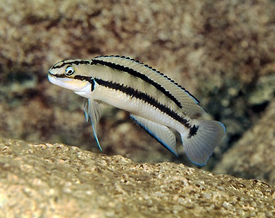 Telmatochromis vittatus 'Ulwile Island'
